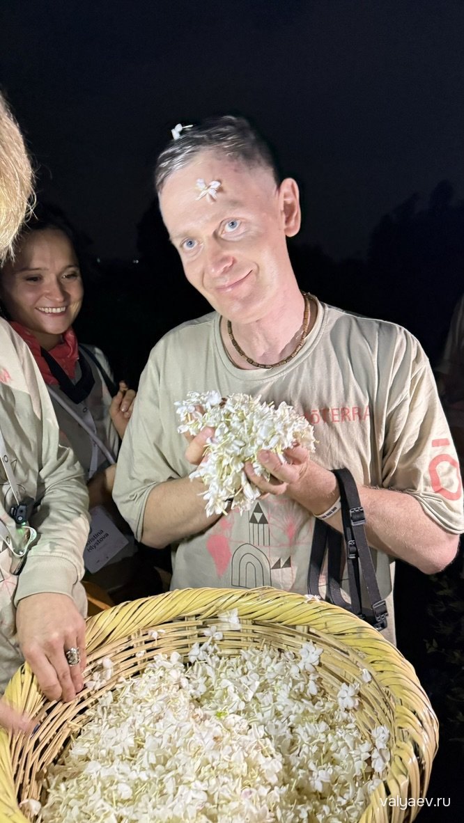 Ночной сбор жасмина