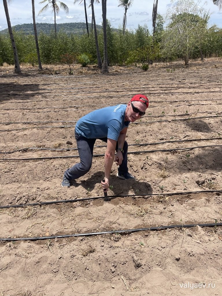 Сам сажаю. Капельный полив уже проложен